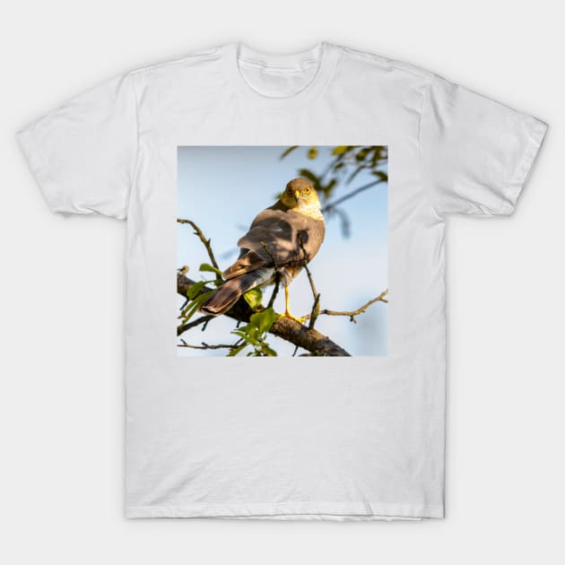 Eurasian sparrowhawk, Accipiter nisus T-Shirt by GrahamPrentice